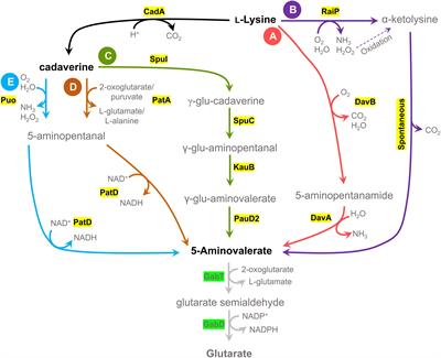 Evaluation of Heterologous Biosynthetic Pathways for Methanol-Based 5-Aminovalerate Production by Thermophilic Bacillus methanolicus